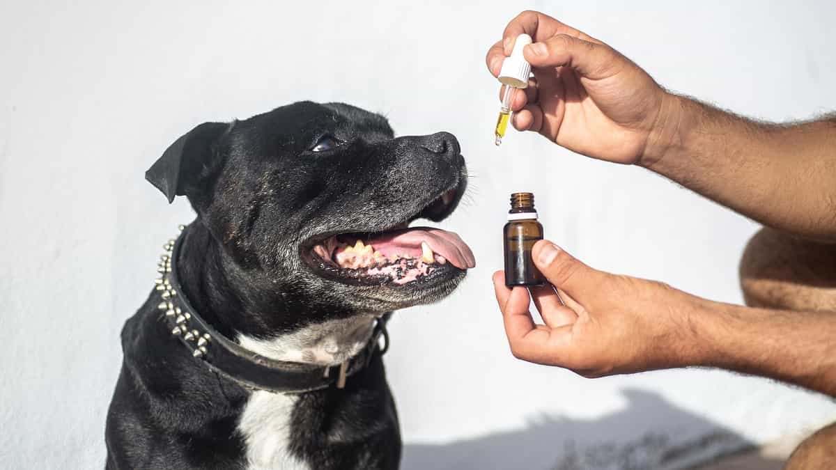 CBD for Pets