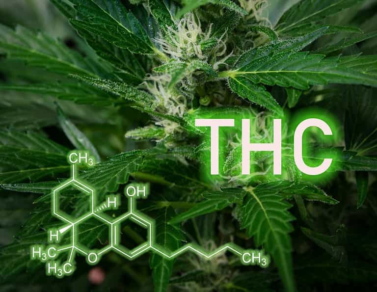 CBD and THC in drug tests