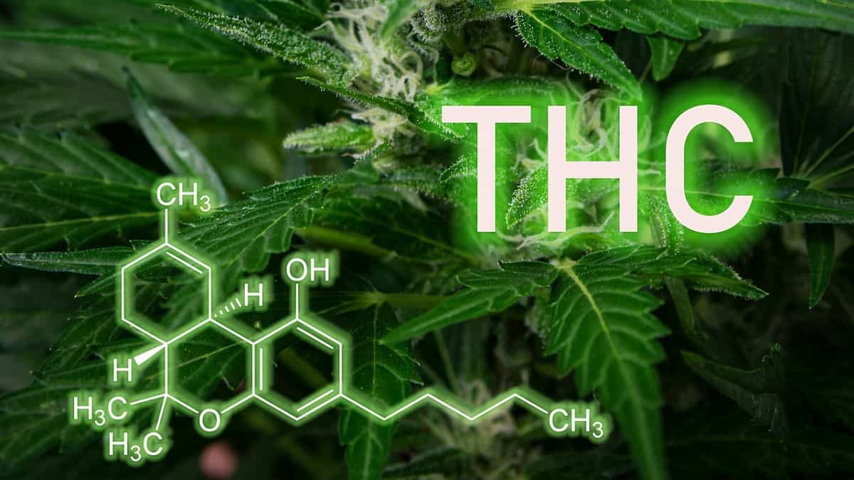 Differences Between CBD and THC