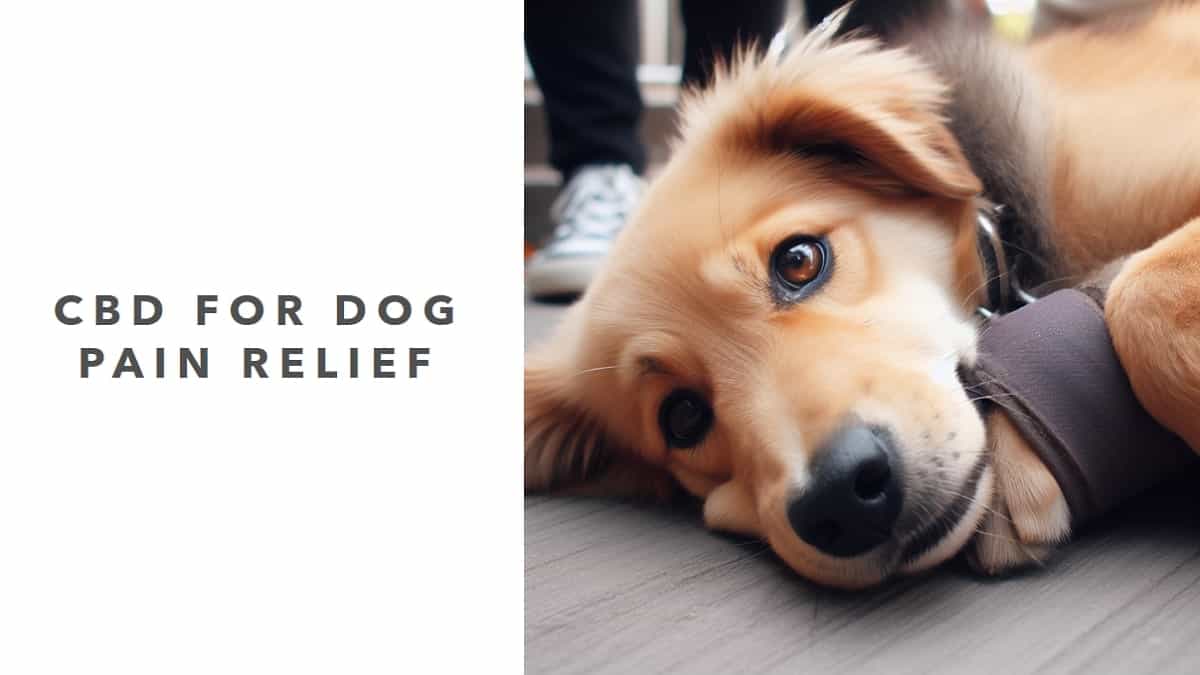 CBD for Dog Pain Relief