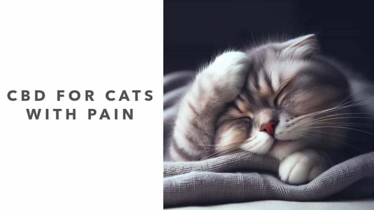 CBD for Cats with Pain