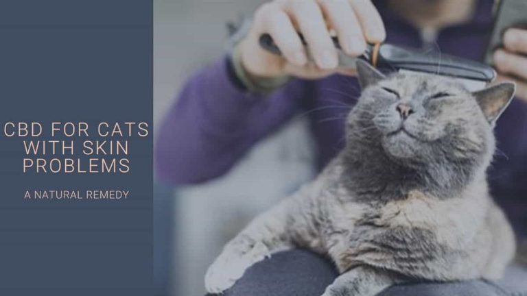 CBD for Cats with Skin Problems
