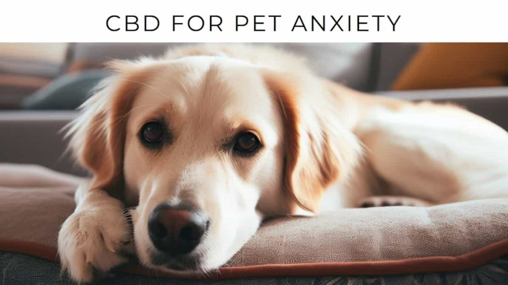 CBD for Pet Anxiety
