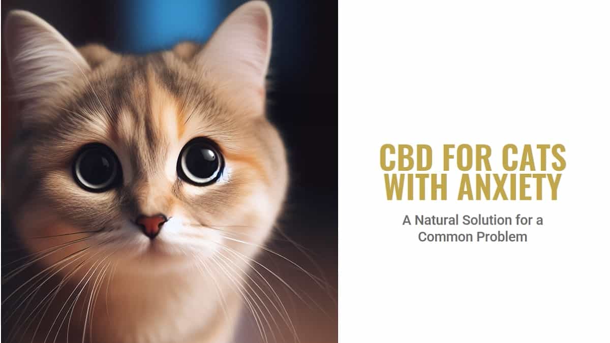 CBD for Cats with Anxiety