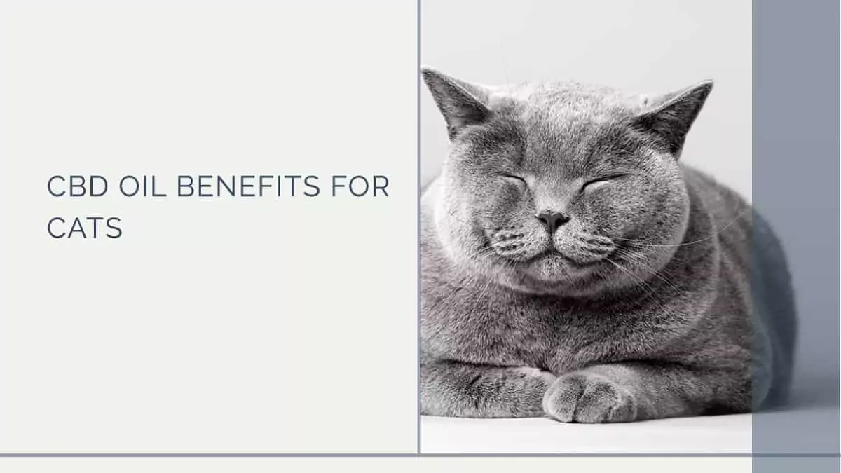 Benefits of CBD Oil for Cats